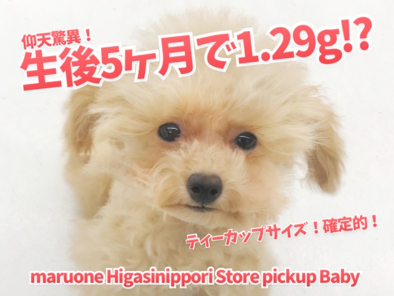 【 ティーカッププードル 】生後5ヶ月で1.29㎏！初トリミングで超ミニマムボディの全容が明らかに！？