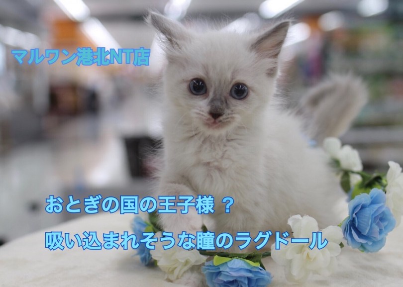 【 ラグドール 】澄みきった春の青空のような瞳のラグドールくん