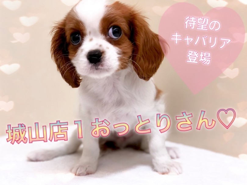 【 キャバリア・キングチャールズ・スパニエル 】相模原ナンバーワンの呼び声高いおっとりさんをご紹介！