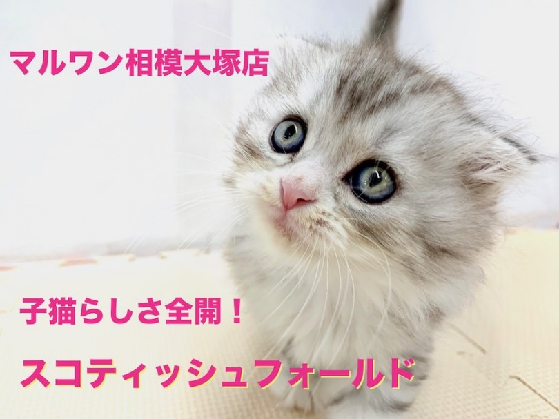 【 スコティッシュフォールド 】がばい可愛さ！子猫らしさ全開で遊ぶ姿に悶絶！触られるのが大好きな甘えん坊さん