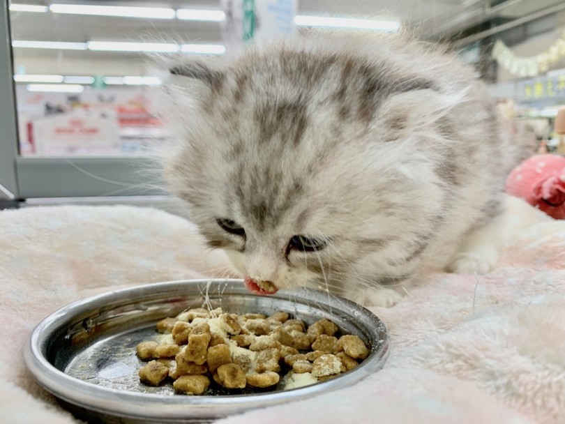 一粒ずつゆっくりと食べ進めるスコニャン | スコティッシュフォールド （814514） - 相模大塚店