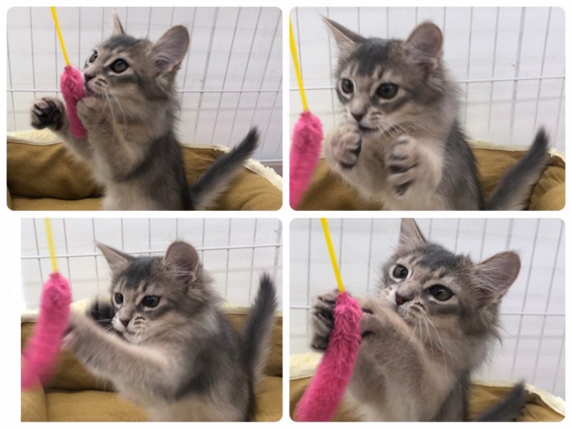 子猫さんの寝姿 | ソマリ （311847） - 港北ニュータウン店