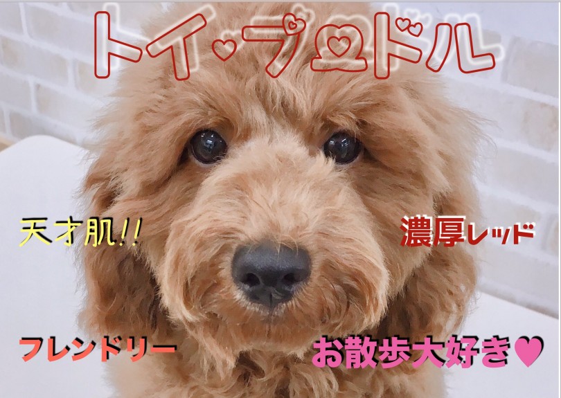 【 トイ・プードル 】すごい毛量と濃厚レッドカラー!!アウドドアを楽しみたい方必見のお散歩大好きガール♥