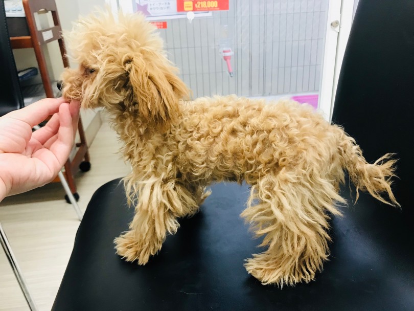 マズルは短め、お鼻はしっかり真っ黒なちゃっかりイケメン | ティーカッププードル （014243） - 東日暮里店