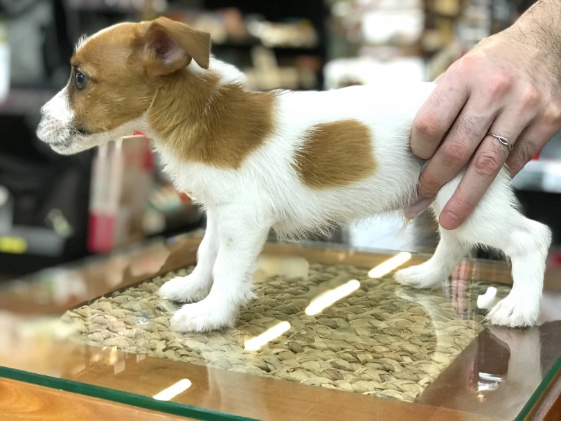 元は猟犬、しっかりした筋肉質かつ細身な体格しています | ジャックラッセルテリア （140128） - 横浜 元町店