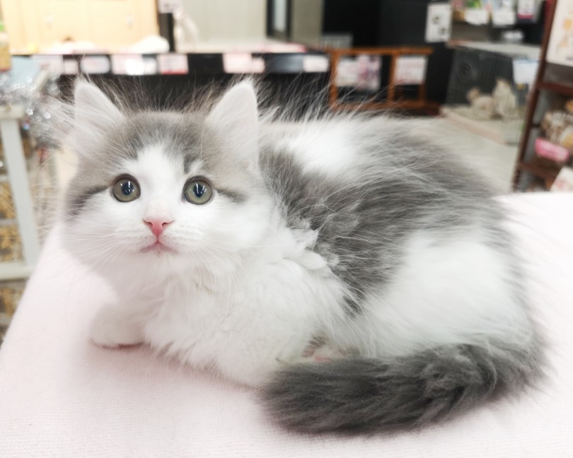 フワッとした被毛がカッコいいお顔に癒し効果をプラス！ | ノルウェージャンフォレストキャット （412760） - 武蔵浦和店