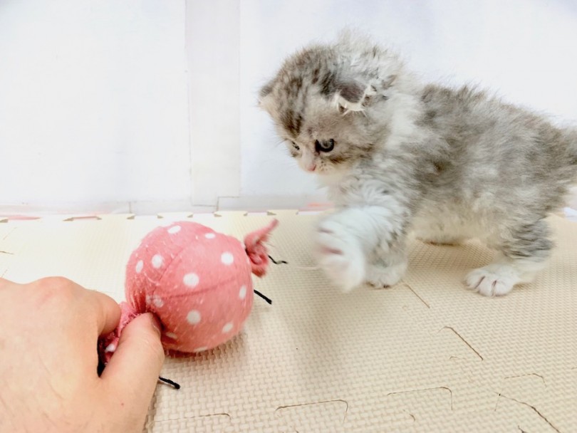 子猫らしさ満載！遊ぶ姿が可愛すぎる | スコティッシュフォールド （814514） - 相模大塚店