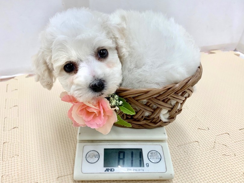 生後50日時点で811g | ビションフリーゼ （814512） - 相模大塚店