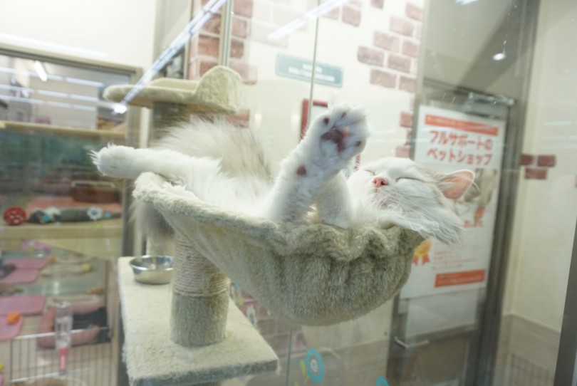 タワーの上でゆらんゆらんしているラガの尻尾 | 大倉山店ユーザーコラム