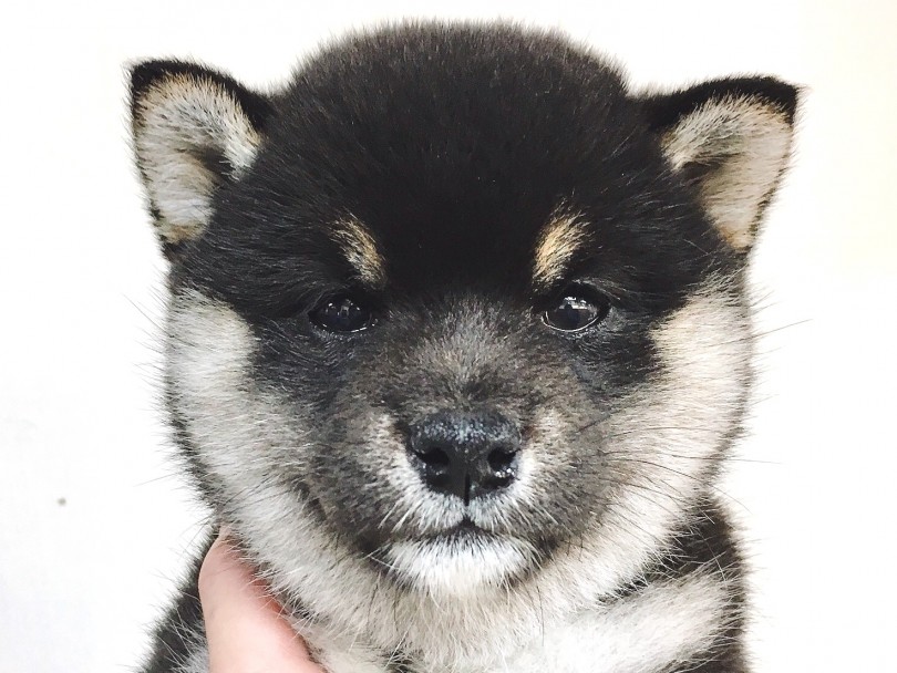 柴犬の中でも唯一の麻呂眉 | 柴犬 （6130791） - 大倉山店