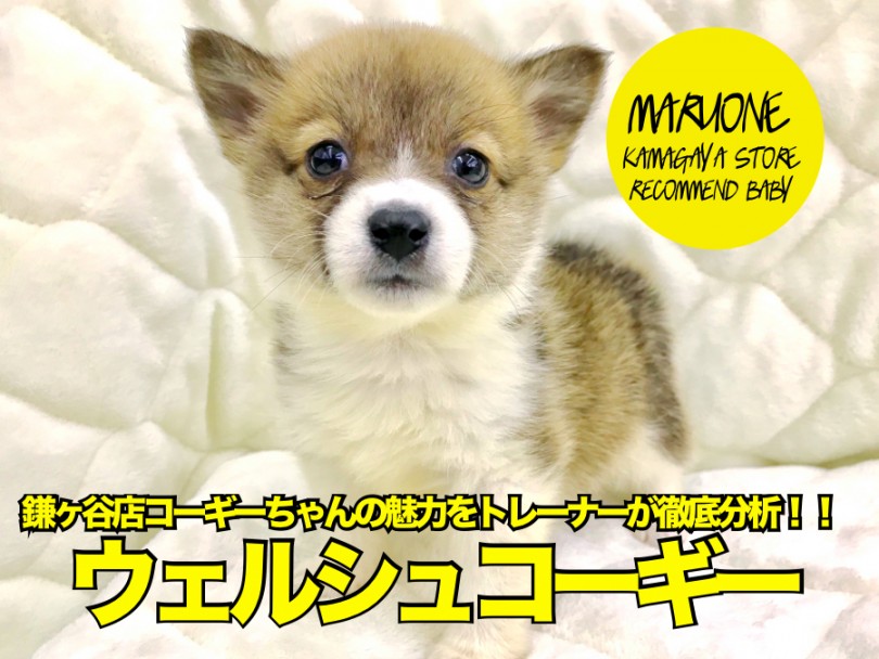 【 ウェルシュコーギーペンブローク 】鎌ヶ谷店コーギーちゃんの魅力をトレーナーが徹底分析！！