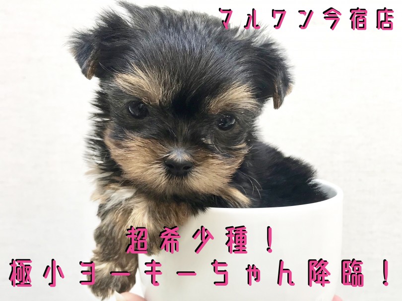 【 極小 ヨークシャーテリア 】超希少種！極小ヨーキーちゃん降臨！激かわ写真とトレーニング情報は必見です！