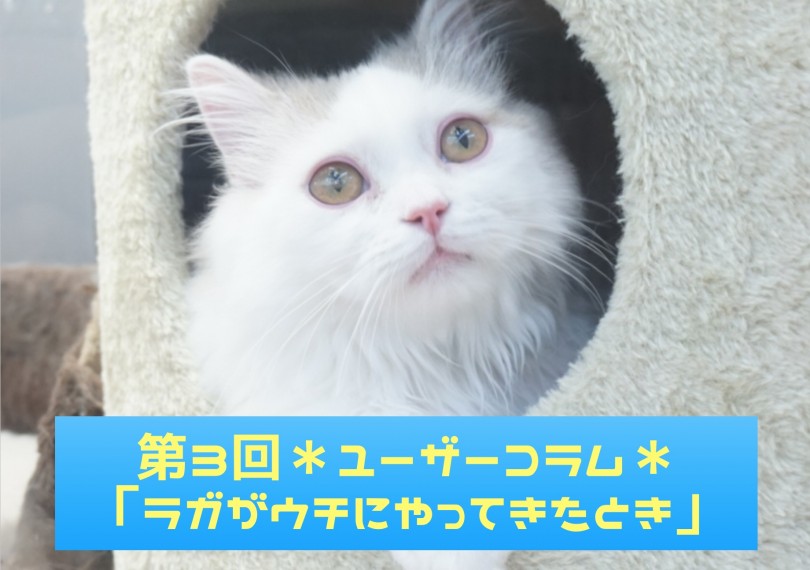 【 大倉山店ユーザーコラム 】アメショーとラガマフィンのパパのコラム ~第3話ラガマフィンがうちにやってきたときのお話~
