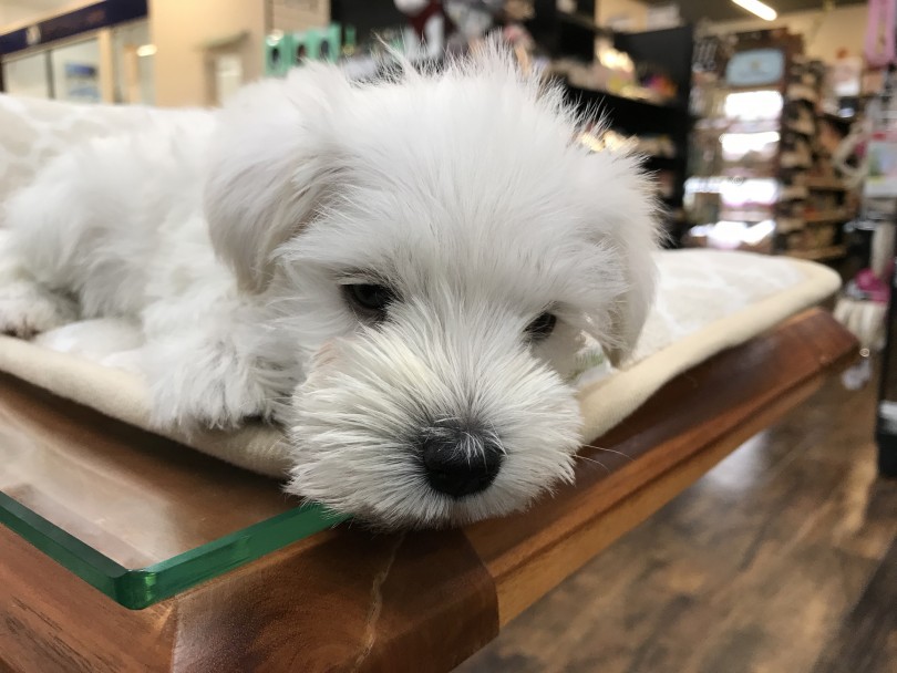 成犬時のサイズ感は体高が約30〜35cmを予想 | シュナウザー （140138） - 横浜 元町店