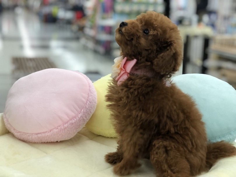 ぬいぐるみに頭をすっぽり | トイ・プードル （311846） - 港北ニュータウン店