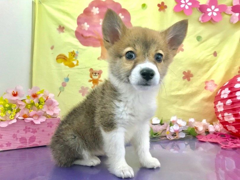 タレ目で優しい顔つき | ウェルシュコーギーペンブローク （117186） - 鎌ヶ谷店