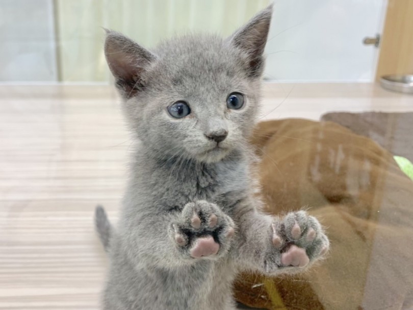 最初は人見知りな面があるが、慣れてくると飼い主様に忠実で、愛情深く接してくれる、まさに『ツンデレ』 | ロシアンブルー （914440） - 志村坂下店