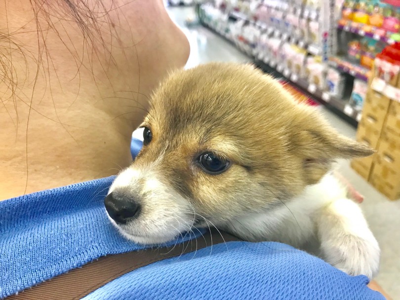 ついついかまってあげちゃう程の甘えんぼう | ウェルシュコーギーペンブローク （117186） - 鎌ヶ谷店