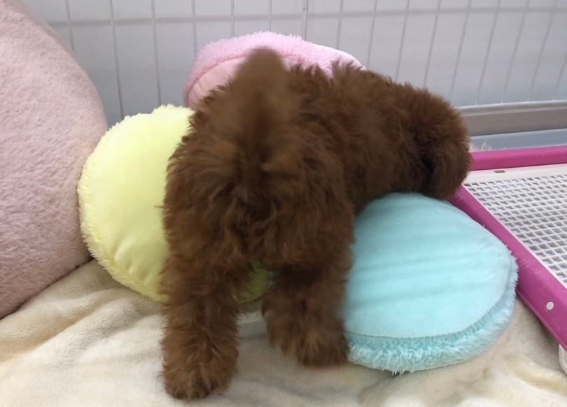 ふんわりボディに癒されちゃう | トイ・プードル （311846） - 港北ニュータウン店