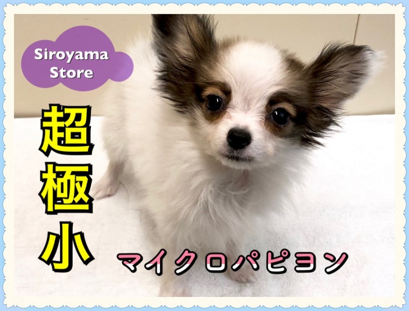 【 超極小 パピヨン 】超が付くほど小さい！マイクロパピヨンをご紹介