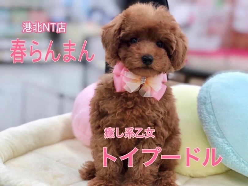 【 トイ・プードル 】春爛漫！パステルカラーがお似合いの乙女系プーちゃん