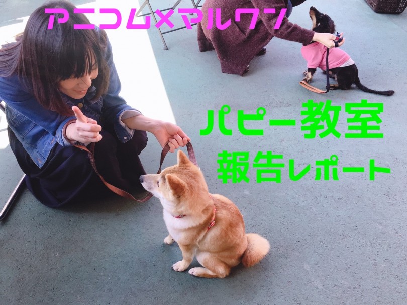【 大倉山店パピー教室 】3月のアニコム×マルワンコラボパピー教室報告レポート!!