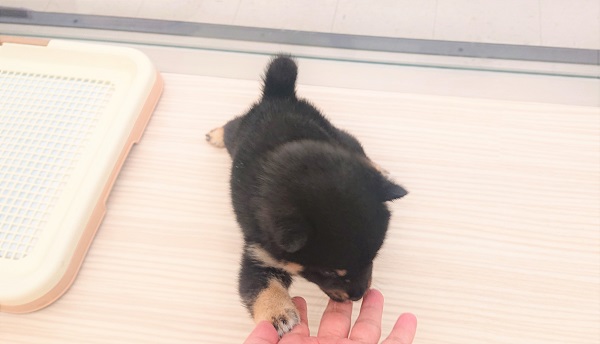 温厚で社交的な性格 | 柴犬 （512591）- 本羽田店