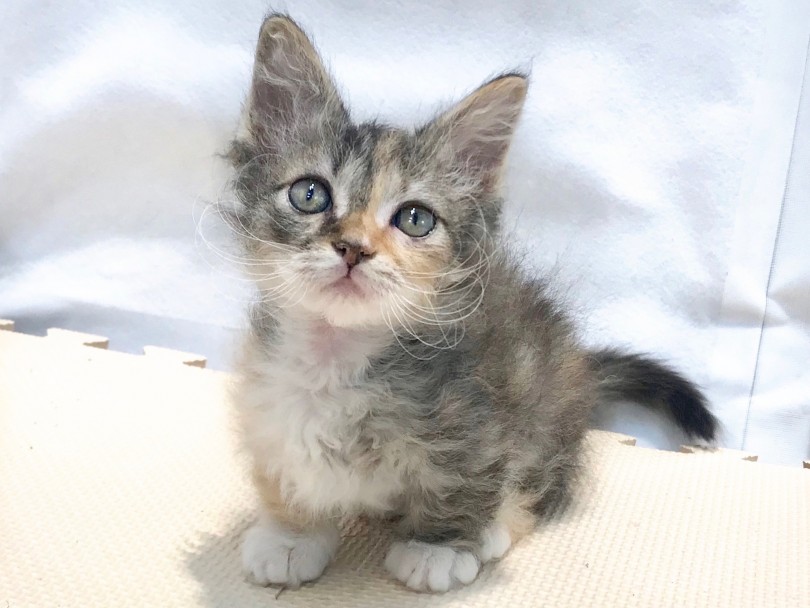 マンチカンとラパーマという猫ちゃんを交配させて生まれた新しい猫ちゃん | スクーカム （120157） - 今宿店