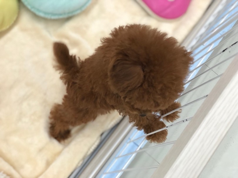 新しく家族のお迎えを考えてみませんか？ | トイ・プードル （311846） - 港北ニュータウン店