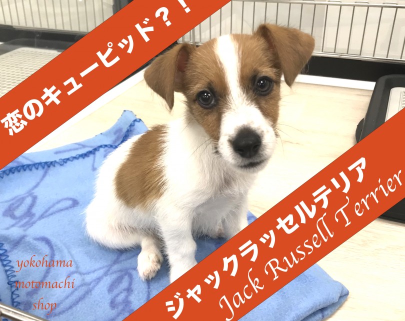 【 ジャックラッセルテリア 】あなたの恋のキューピッド？！横浜元町店にハートのジャックが入店です！