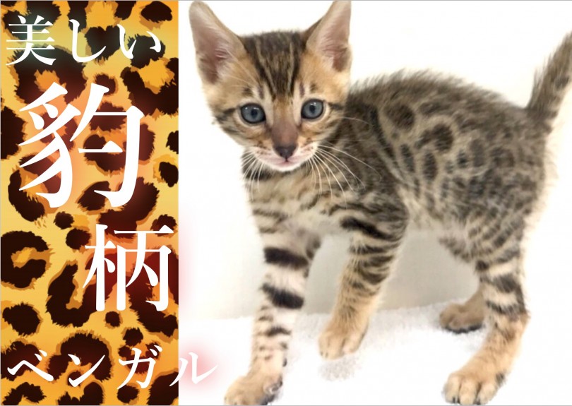 【 ベンガル 】小さな豹がやってきた!!甘ったれのワイルドボーイ!!