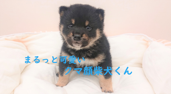 【 柴犬 】まるっと可愛いクマ顔の柴犬君
