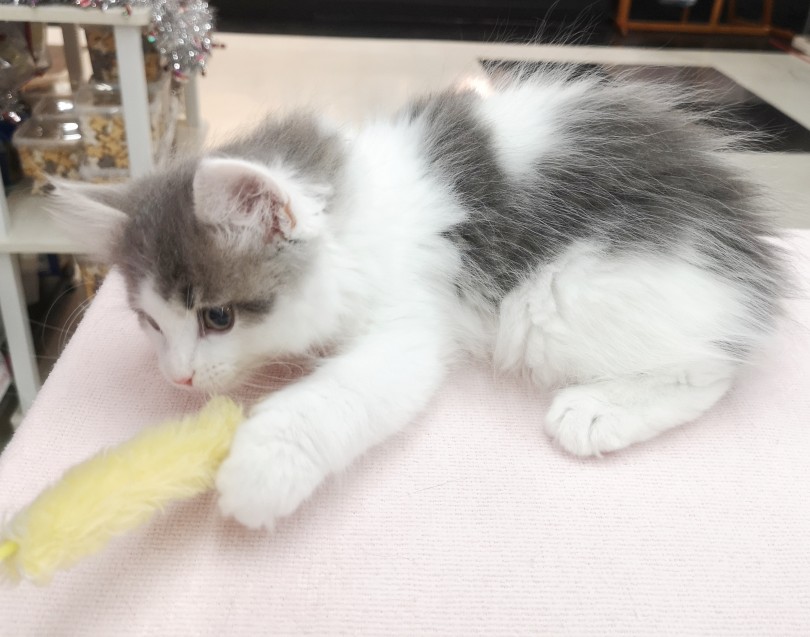 ねこジャラシで遊ぶのが大好き | ノルウェージャンフォレストキャット （412760） - 武蔵浦和店