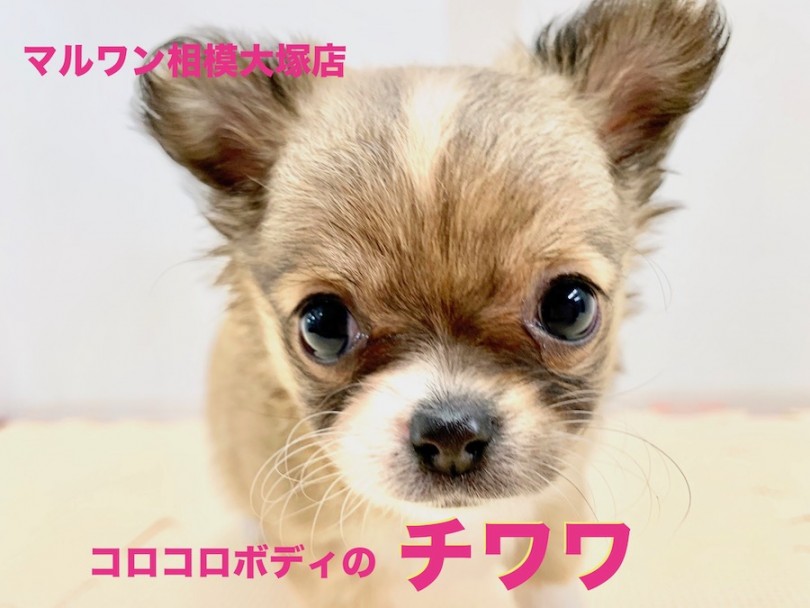 【 チワワ 】コロコロ体型のまん丸チワワちゃん！令和初のバレンタインが1歳の誕生日！