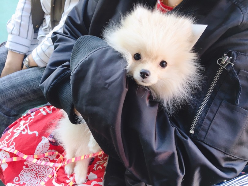 パピー教室当日がお散歩デビューになったニコちゃん | パピー教室 - 大倉山店