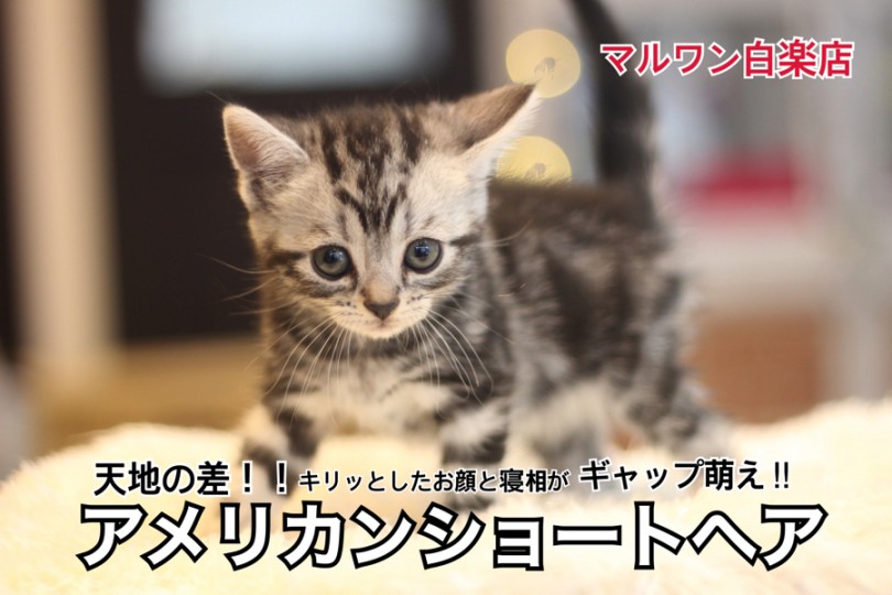 【 アメリカンショートヘア 】天地の差！キリッとしたお顔と寝相がギャップ萌え！
