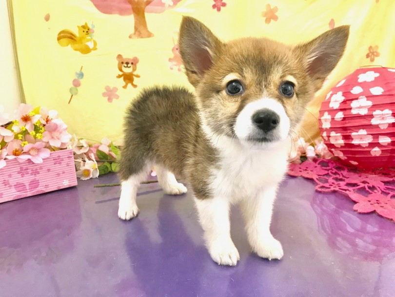 コーギーとの暮らし！ここがオススメ！ | ウェルシュコーギーペンブローク （117186） - 鎌ヶ谷店