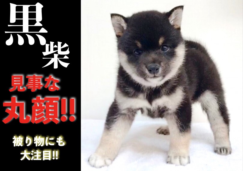 【 柴犬 】見事な丸顔!!凛々しい四つ目麻呂眉!!可愛い被り物にも大注目!!