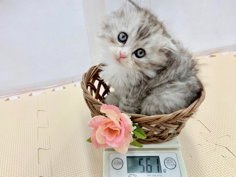 生後50日時点での体重は561g | スコティッシュフォールド （814514） - 相模大塚店