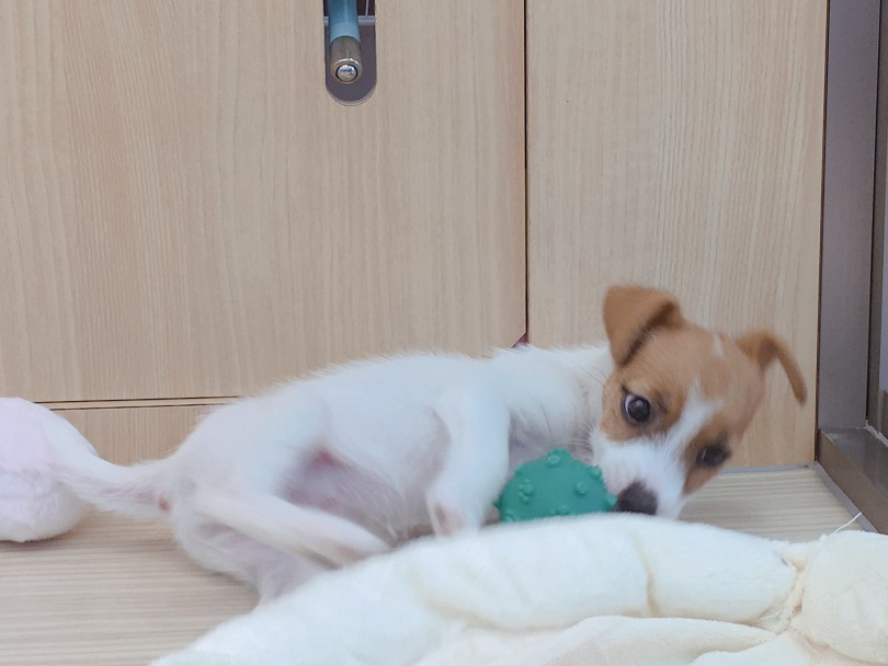 忠実で賢く「THE相棒」って感じがとても素敵な犬種 | ジャックラッセルテリア （6130786） - 大倉山店