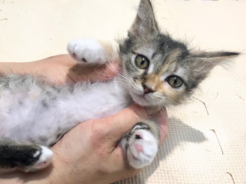 大人になっても子猫ちゃんのような短い手足にクリクリヘアー | スクーカム （120157） - 今宿店