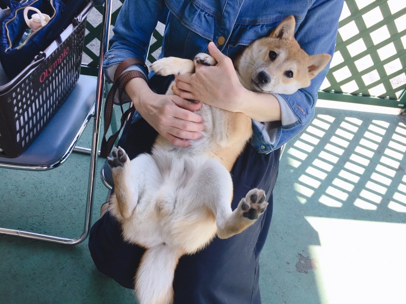 体中を触っても嫌がらないだいふく君 | パピー教室 - 大倉山店
