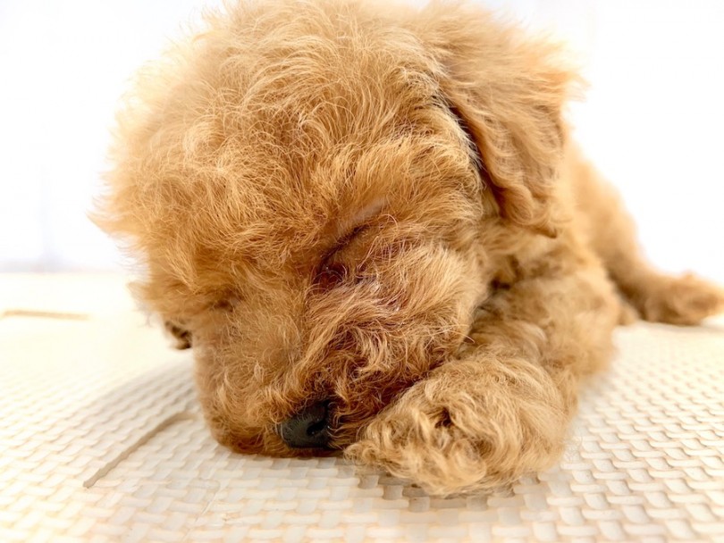 子犬のうちは寝るのも大切な仕事 | トイ・プードル （814513） - 相模大塚店