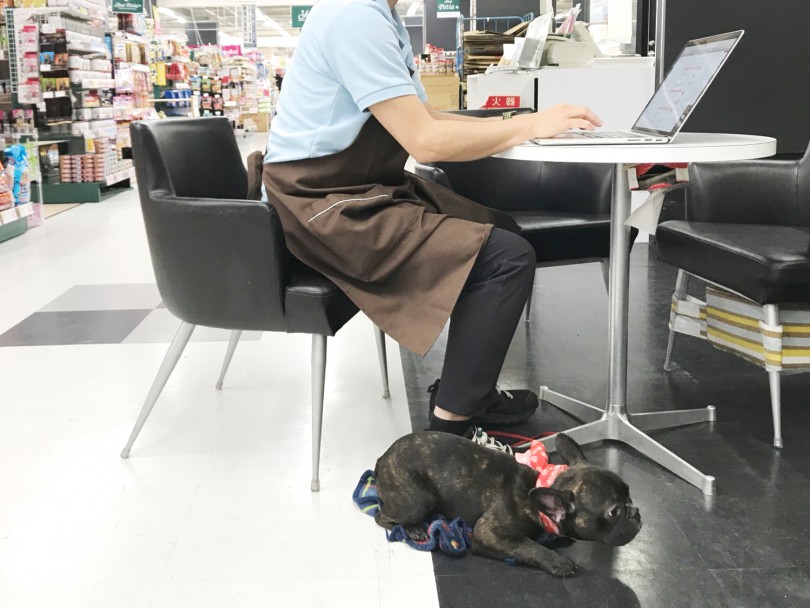 お仕事の傍らにそばに居てほしい | フレンチブルドッグ （119138） - 梅島店