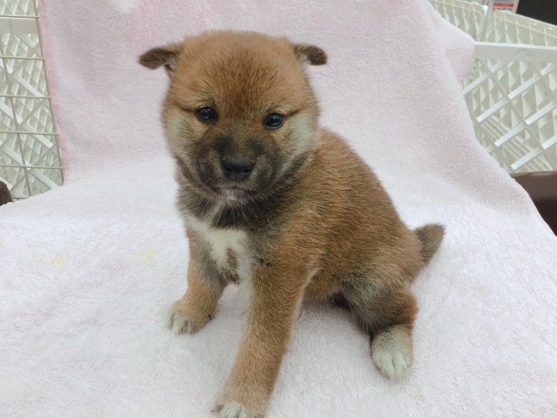 ちょこんと座って少し緊張気味 | 柴犬 （6130789） - 大倉山店