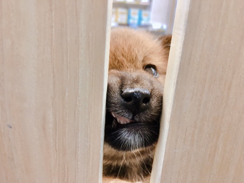 こりゃ可愛い | 柴犬 （6130789） - 大倉山店