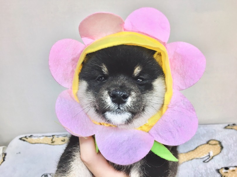 お鼻が太短いたぬきタイプ | 柴犬 （6130791） - 大倉山店
