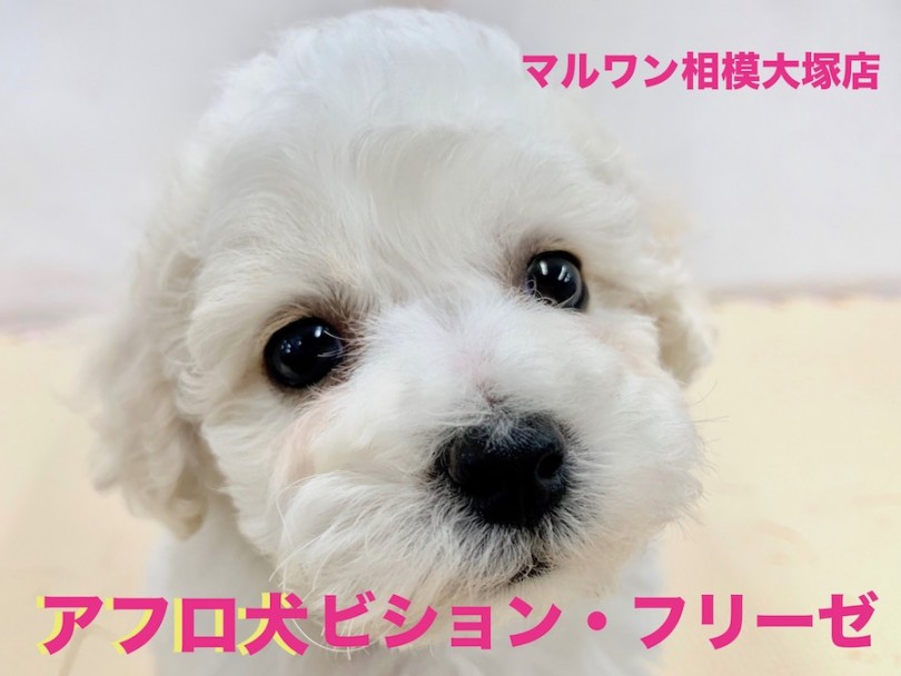 【 ビションフリーゼ 】将来はアフロ犬！わたあめボーイはマッサージがお好き？