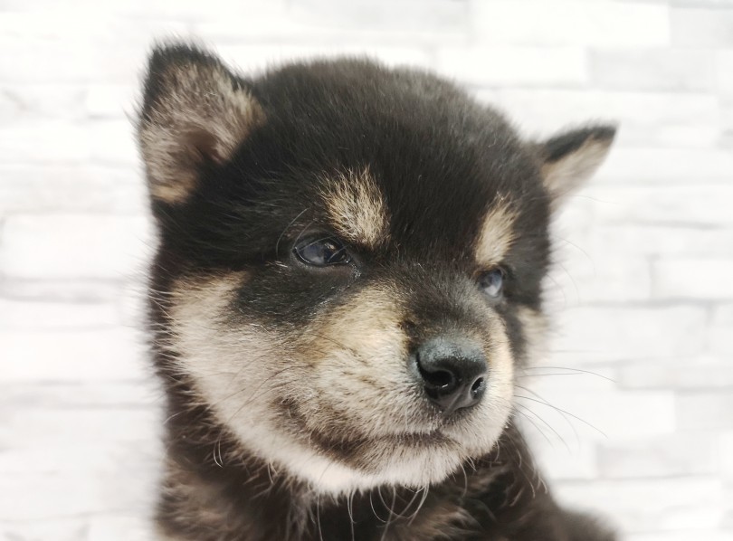 子クマにソックリなお顔 | 柴 （412769） - さいたま 武蔵浦和店