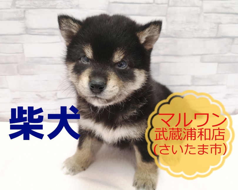 【 柴犬 】表情がころころ変わる！！～柴犬七変化！～